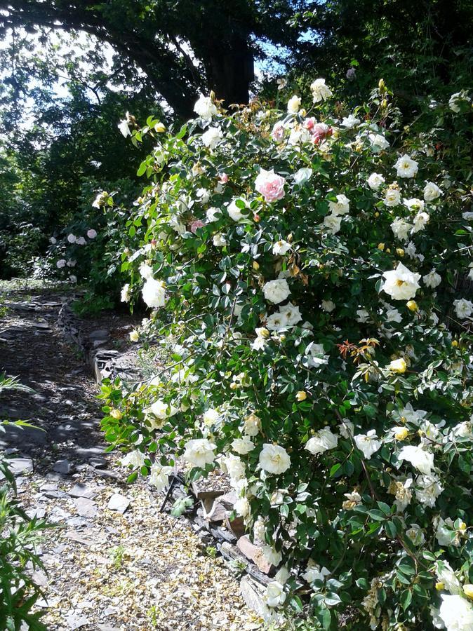 Tracebridge Cottage B&B Stawley Exteriör bild